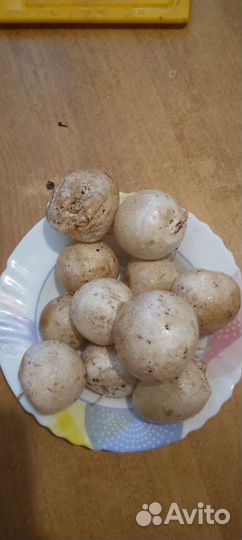 Гриб веселка