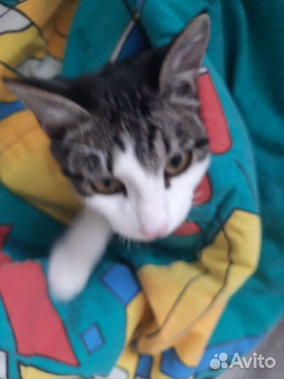 Котик в добрые руки