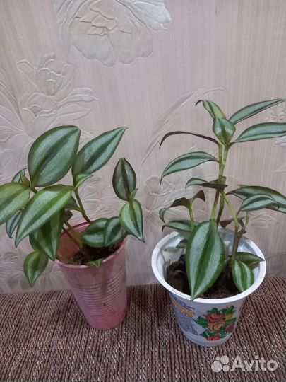 Традисканция