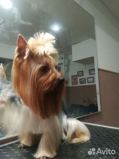 Стрижка животных