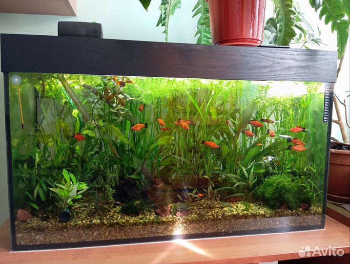 Аквариум