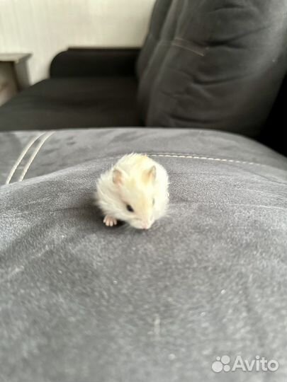 Джунгарский хомяк