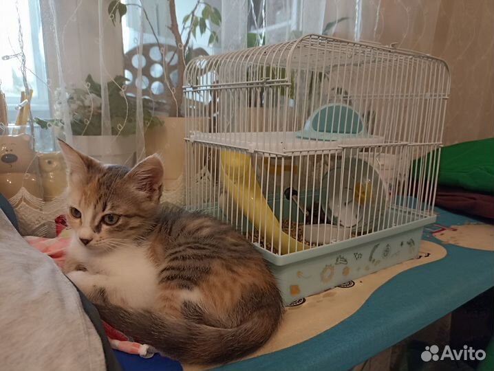 Котенок