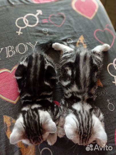 Девочки-шотландки