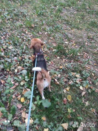 Выгул собак, зооняня, передержка животных