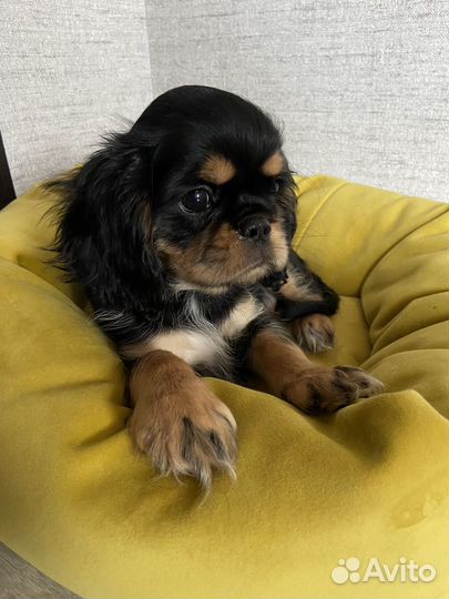 Щенки спаниель