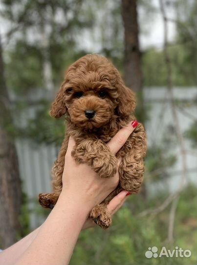 Той пудель миниатюрный