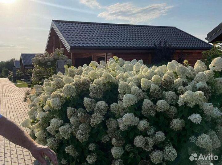 Гортензия метельчатая