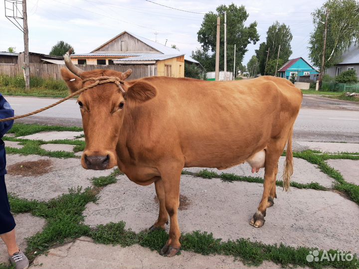 Корова дойная