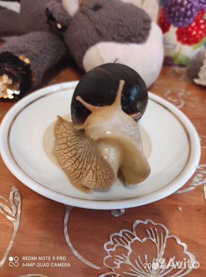 Улитки ахатины