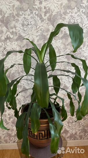 Драцена душистая (дерево счастья)