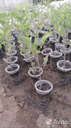 Рассада помидоры перец