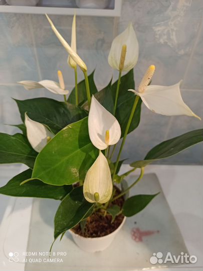 Антуриум бандерола лава d 12