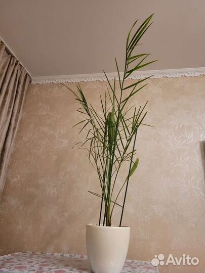 Финиковая пальма