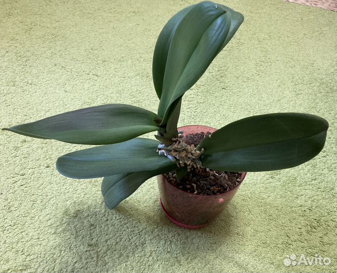 Орхидея в горшке