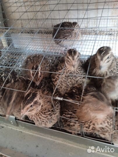 Куры- наседки