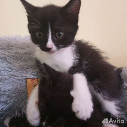 Кошка в дар бесплатно