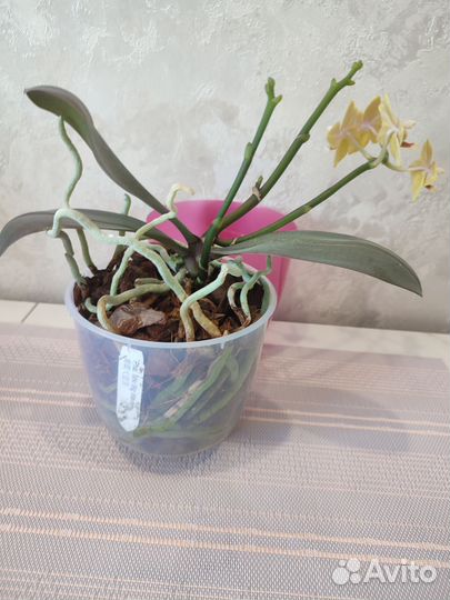 Орхидея фаленопсис