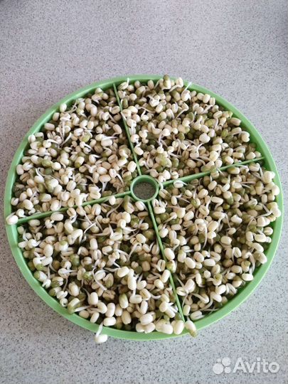 Проращиватель семян и микрозелени