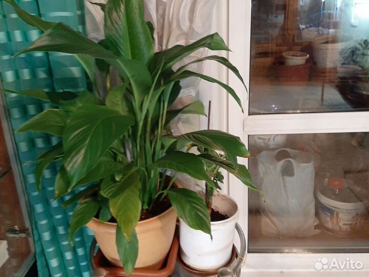 Женское счастье