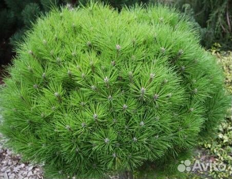 Сосна черная Brepo