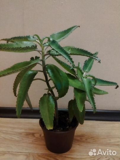 Каланхоэ лечебное