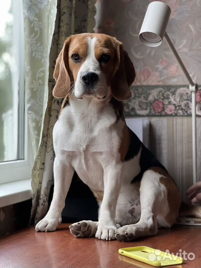 Бигль для вязки