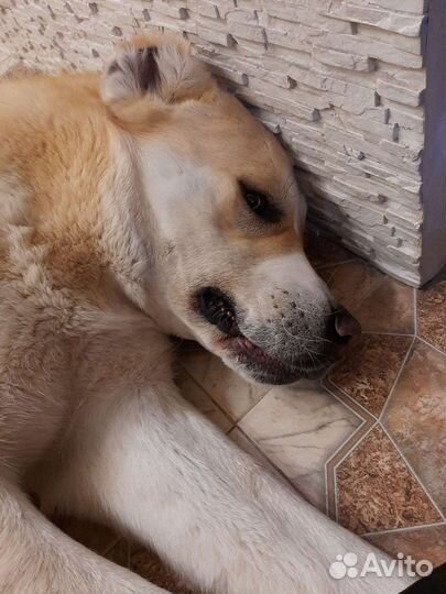 Среднеазиатская овчарка алабай