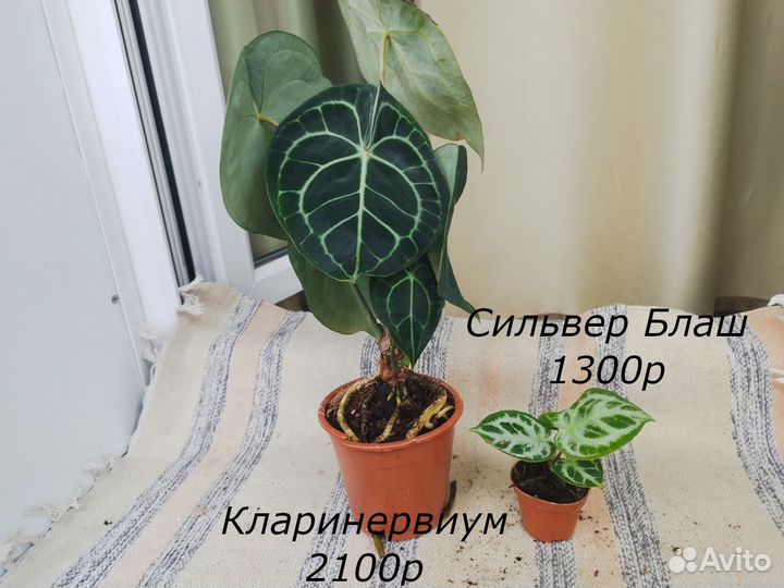 Алоказии в ассортименте и Антуриум