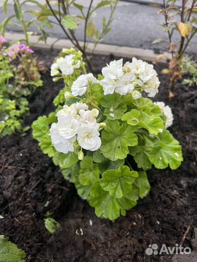 Пелларгония герань