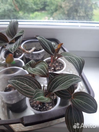 Орхидея лудизия или драгоценная орхидея