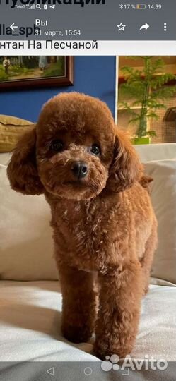 Той-пудель девочка РКФ