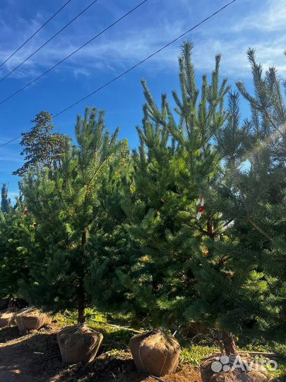 Живые сосны и ели 2,5 метра