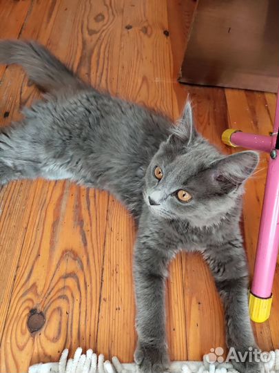 Котенок шартрез