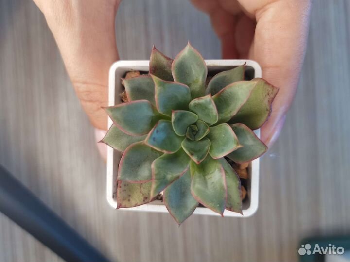 Суккуленты #2