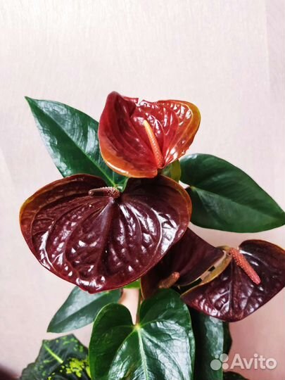 Монстера манки маск