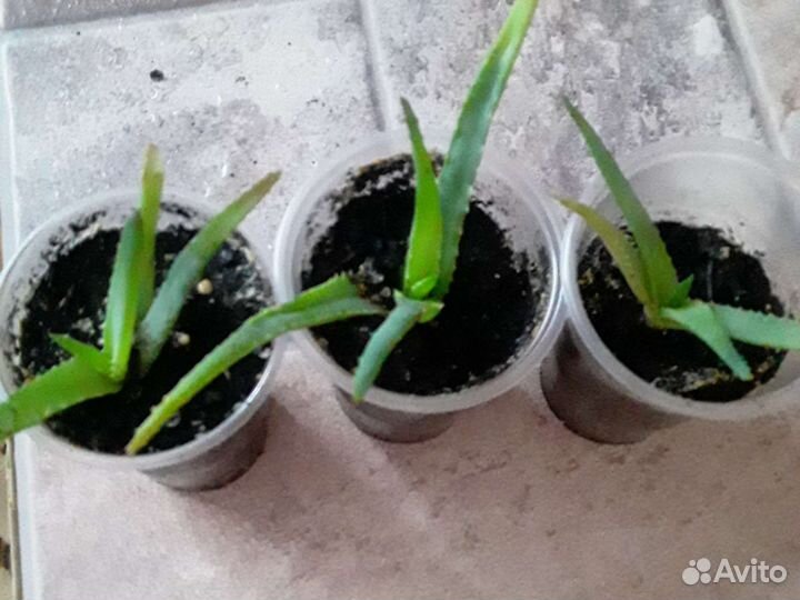 Алоэ древовидное лечебное(столетник)