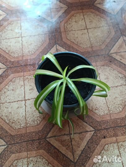 Хлорофитум