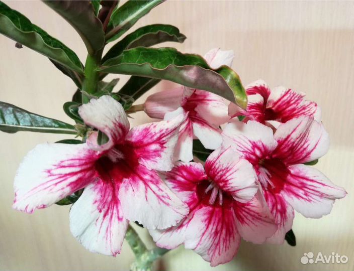 Привитые адениумы