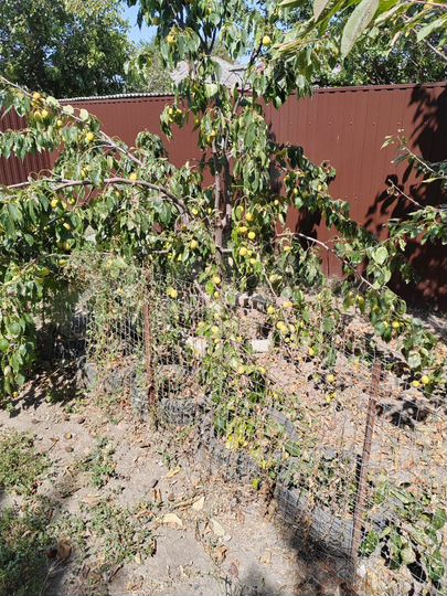 Дом 33,6 м² на участке 6 сот.