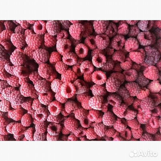 Клубника, вишня, брусника, жимолость. Доставка