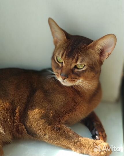 Вязка с интерчемпионом