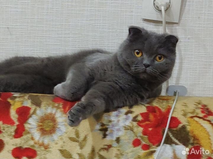 Британская