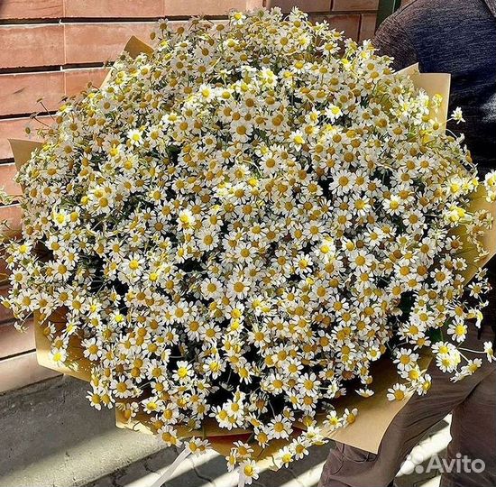 Ромашки Пионы Розы Доставка