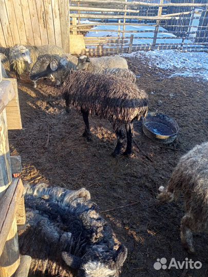 Бараны овцы ягнята