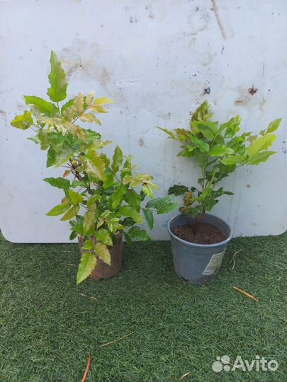 Каприфоль желтая и магония падуболистная