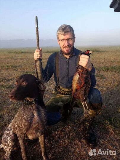 Щенки курцхаара