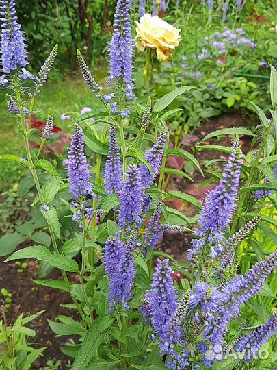 Вероника узколистная