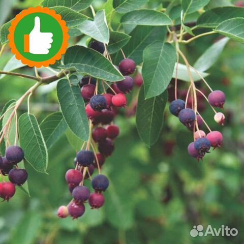 Саженцы Ирга Ламарка