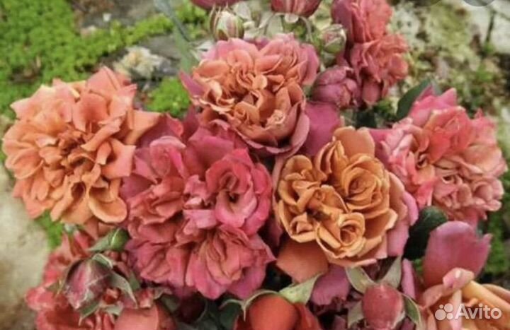 Саженцы японских роз